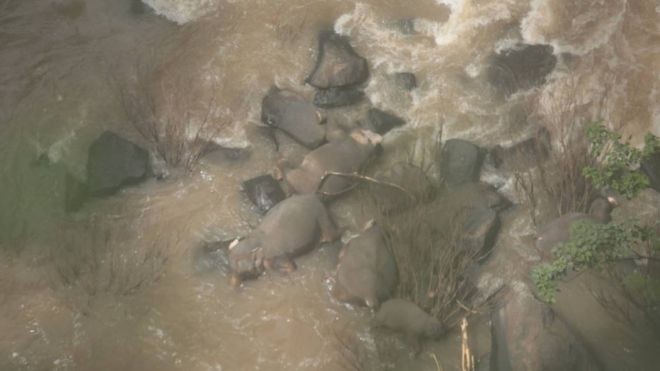Τραγικό: Έξι ελέφαντες σκοτώθηκαν προσπαθώντας να σώσουν ο ένας τον άλλον