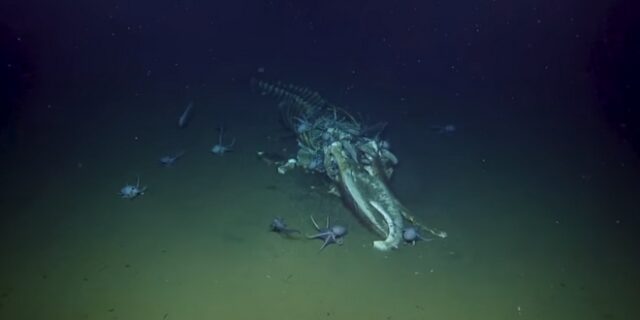 Ανατριχιαστικά πλάνα από τον βυθό: Χταπόδια και ψάρια τρώνε τα απομεινάρια φάλαινας