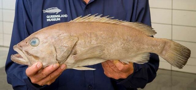 Ανακαλύφθηκε νέο είδος ψαριού – Πωλείτο και τρωγόταν εδώ και χρόνια