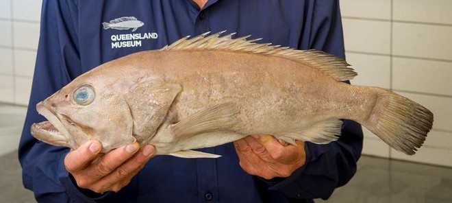 Ανακαλύφθηκε νέο είδος ψαριού – Πωλείτο και τρωγόταν εδώ και χρόνια