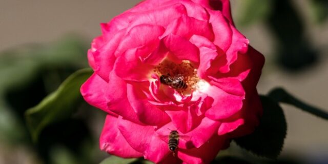 Καιρός: Έρχονται βοριάδες στα μέσα της ερχόμενης εβδομάδας