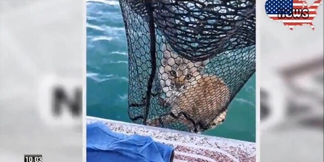 Έκπληκτος ψαράς βγάζει με την απόχη του… αγριόγατα