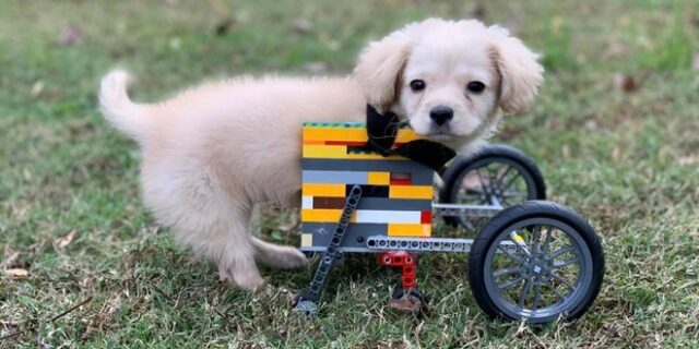 Ο 12χρονος Dylan έφτιαξε αναπηρικό καρότσι από Lego για το κουτάβι του