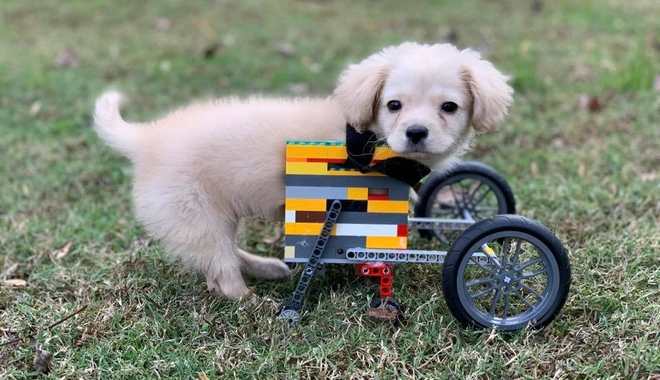 Ο 12χρονος Dylan έφτιαξε αναπηρικό καρότσι από Lego για το κουτάβι του
