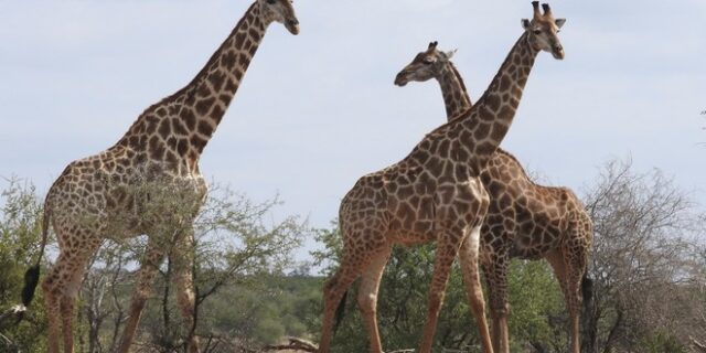 Μύθος ή πραγματικότητα: Είναι γκέι το 90% από τις καμηλοπαρδάλεις;