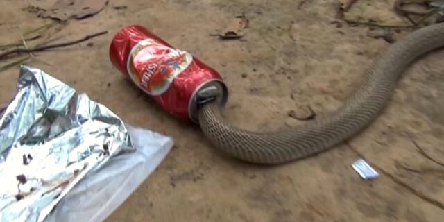 Κόμπρα παγιδεύτηκε σε κουτάκι μπύρας – Πώς την απεγκλώβισαν