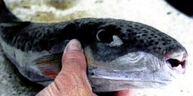 “Εισβολή” ξενικών ψαριών από την Ερυθρά Θάλασσα στην Ελλάδα – Οδηγίες προς τους πολίτες