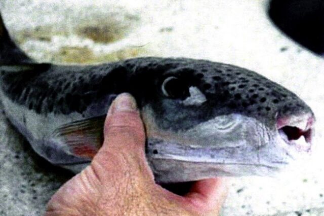 “Εισβολή” ξενικών ψαριών από την Ερυθρά Θάλασσα στην Ελλάδα – Οδηγίες προς τους πολίτες