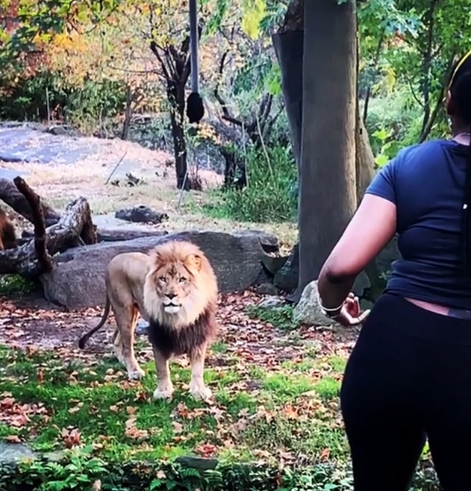 Βίντεο: Γυναίκα έρχεται τετ-α-τετ με λιοντάρι σε ζωολογικό κήπο για να δείξει ότι δεν φοβάται