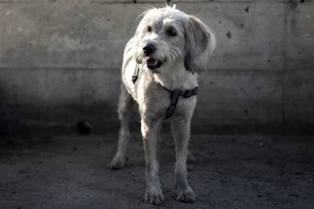 Δραπετσώνα: Αυτό είναι το σκυλί που κατάφερε να σωθεί από το αυτοκίνητο