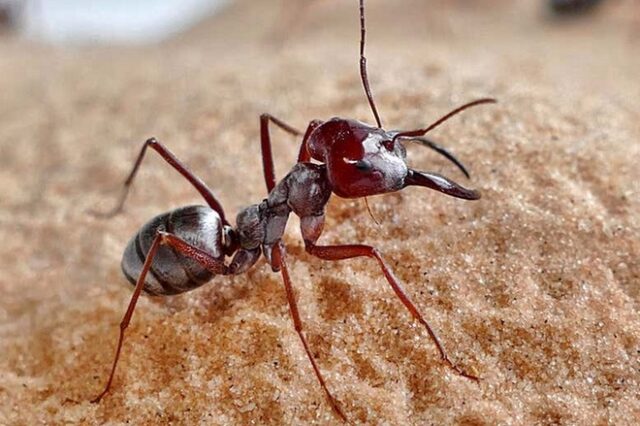 Το πιο γρήγορο μυρμήγκι στον κόσμο: Ζει στη Σαχάρα και “πιάνει” ένα μέτρο το δευτερόλεπτο