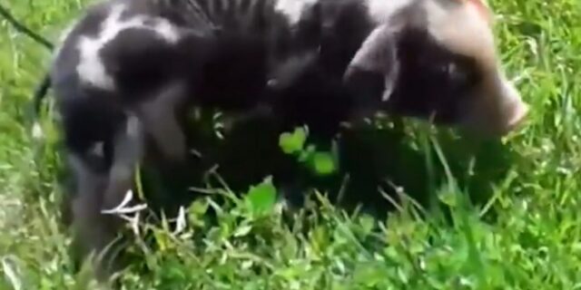 Βίντεο: Γουρουνάκι – “αράχνη” γεννήθηκε με έξι πόδια