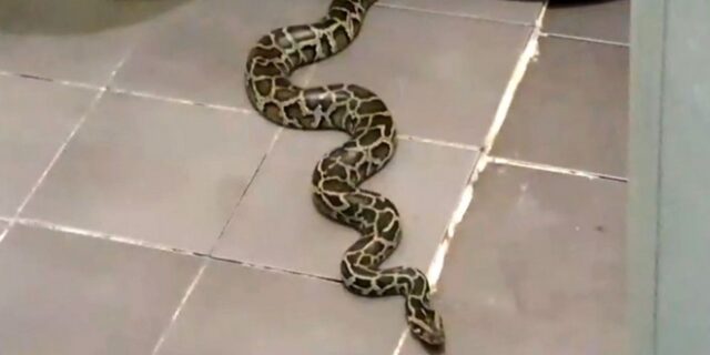 Να κάτι που σίγουρα δεν θα ήθελες να βρεις στο μπάνιο σου