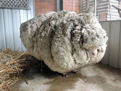 Πέθανε ο Chris, το πιο μαλλιαρό πρόβατο στον κόσμο