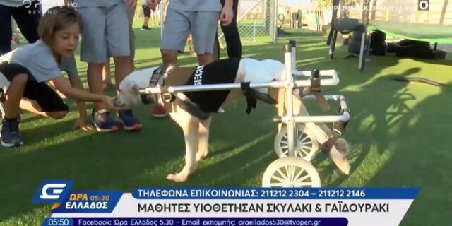 Παγκόσμια Ημέρα Ζώων: Μαθητές σχολείου υιοθέτησαν ανάπηρο σκυλάκι