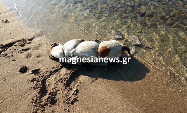 Κτηνωδία στο Βόλο: Έδεσαν πέτρες σε σκύλο και το πέταξαν στη θάλασσα