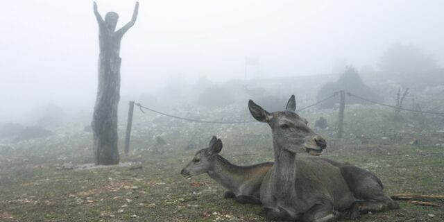 Πάρνηθα: Ελάφια στην ομίχλη – 10 φωτογραφίες βγαλμένες από παραμύθι