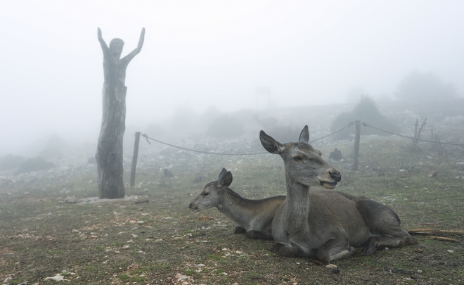 Πάρνηθα: Ελάφια στην ομίχλη – 10 φωτογραφίες βγαλμένες από παραμύθι