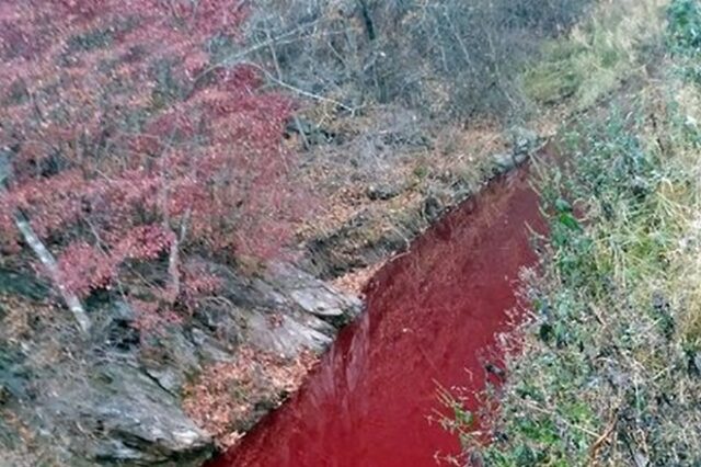 Νότια Κορέα: Κόκκινος “βάφτηκε” ποταμός από το αίμα χιλιάδων χοίρων