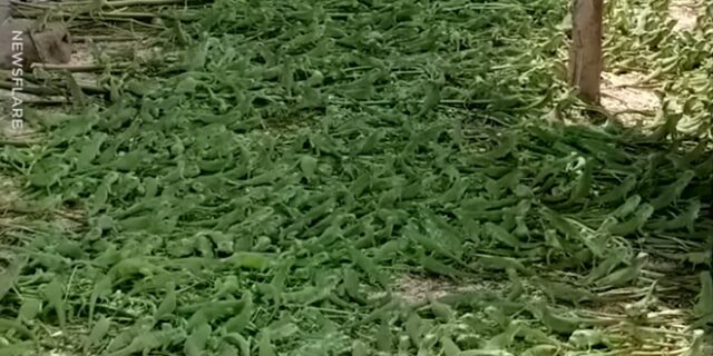 Δεν είναι φύλλα, δεν είναι ακρίδες. Τι είναι;