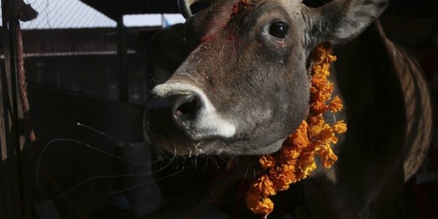 Σούπερ αγελάδες: Τις παρέσυρε ο τυφώνας Ντόριαν, κολύμπησαν 8 χιλιόμετρα και επέζησαν