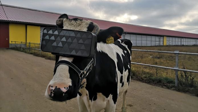 Φόρεσαν γυαλιά VR σε αγελάδες για να τους μειώσουν το άγχος