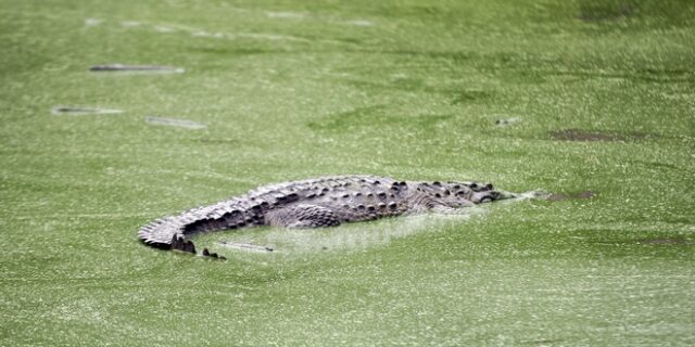 Σοκαριστική μάχη δασοφύλακα με κροκόδειλο: “Έχωσα το δάχτυλο στο μάτι του”