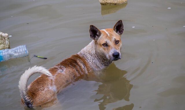 Σλοβακία: Τρεις γυναίκες πνίγηκαν προσπαθώντας να σώσουν σκύλους σε πλημμυρισμένο καταφύγιο