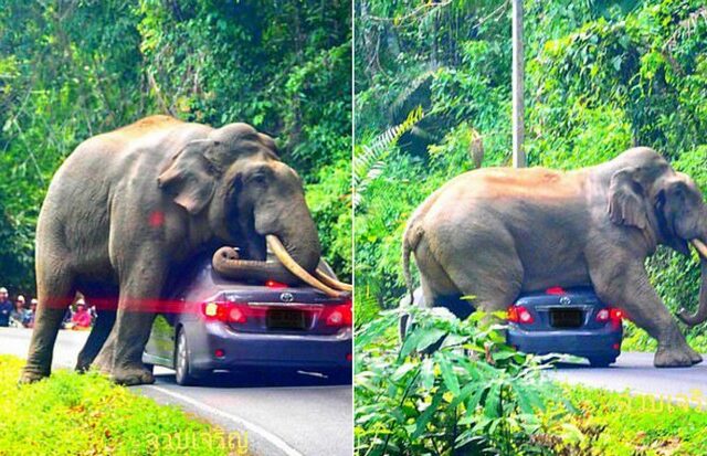 Τι θα έκανες αν ένας ελέφαντας έπεφτε πάνω στο αυτοκίνητό σου;