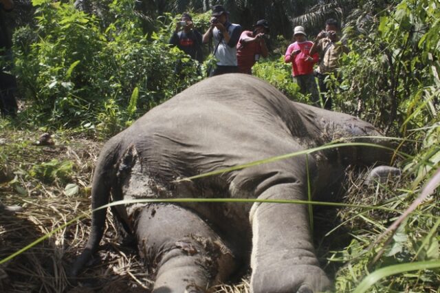 Φρίκη στη Σουμάτρα: Αποκεφάλισαν ελέφαντα και ξερίζωσαν τους χαυλιόδοντές του