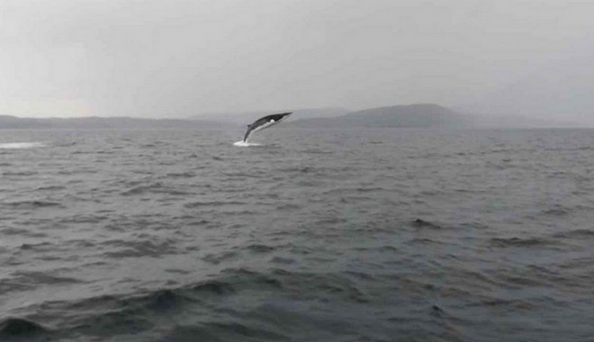Ταξιδιώτες απαθανατίζουν φάλαινα να κάνει εντυπωσιακά άλματα στο νερό
