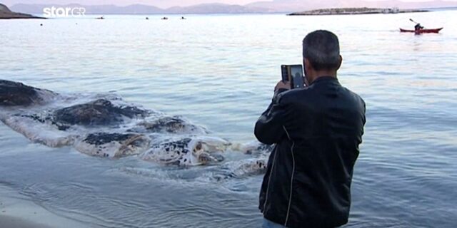 Φάλαινα ξεβράστηκε στην Κερατέα