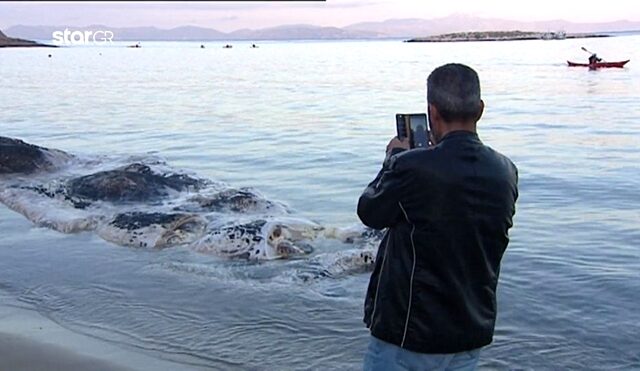 Φάλαινα ξεβράστηκε στην Κερατέα