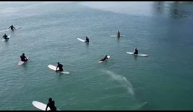 Εξωπραγματικό θέαμα: Φάλαινα κολυμπάει κάτω από σέρφερς