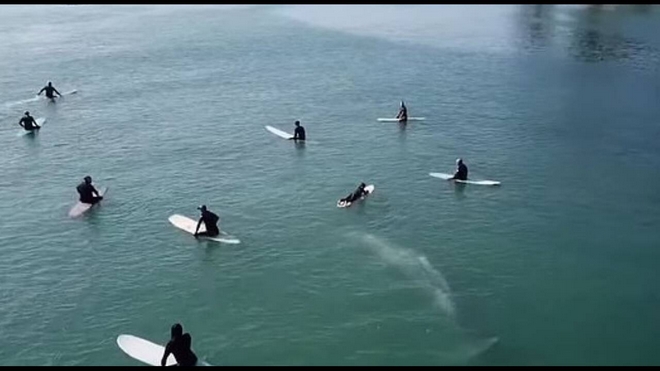 Εξωπραγματικό θέαμα: Φάλαινα κολυμπάει κάτω από σέρφερς