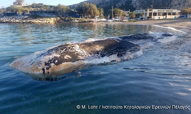 Κερατέα: Απομακρύνθηκε η φάλαινα που ξεβράστηκε – Θα θαφτεί σε ειδικό χώρο