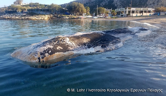 Κερατέα: Απομακρύνθηκε η φάλαινα που ξεβράστηκε – Θα θαφτεί σε ειδικό χώρο