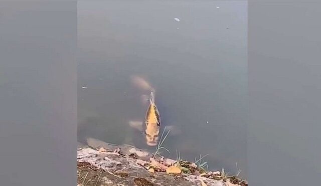 “Ανθρωπόμορφο” ψάρι ξεπροβάλλει από λίμνη και προκαλεί πανικό