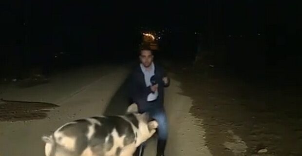 ΑΝΤ1: Ο Λάζος Μαντικός αποκαλύπτει τι συνέβη με το γουρούνι