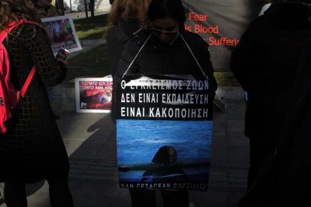 Κυνομαχίες και κακοποίηση ζώων στην Ελλάδα: Υψηλά ποσοστά παρά το αυστηρό νομικό πλαίσιο