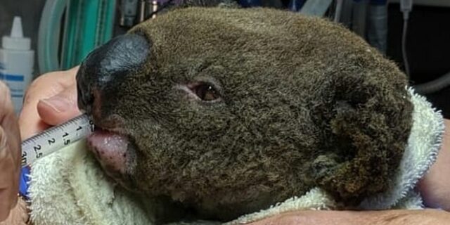 Αυστραλία: Φόβοι για θάνατο εκατοντάδων κοάλα σε μεγάλη φωτιά