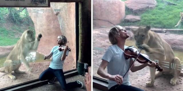 Ο λόγος που τα λιοντάρια δεν θα συμπαθήσουν ποτέ το βιολί