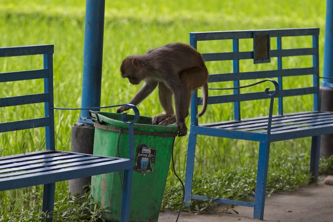 Φρίκη στην Ινδία: Μαϊμού έριξε πέτρα και σκότωσε μωρό 4 μηνών