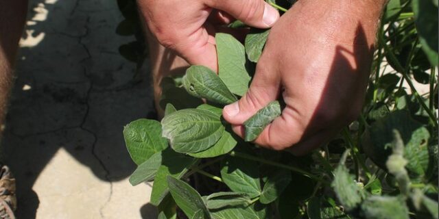 Η Monsanto παραδέχθηκε ότι χρησιμοποίησε ένα παράνομο ζιζανιοκτόνο στη Χαβάη