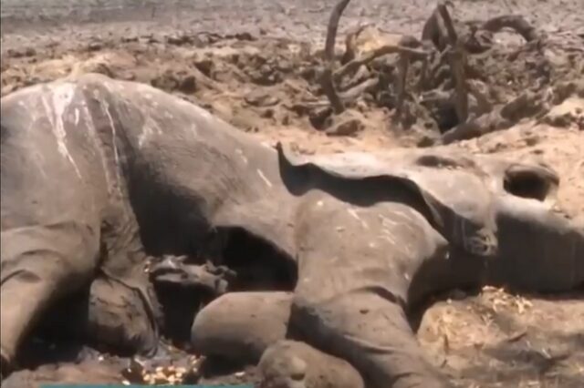Εικόνες φρίκης στη Ζιμπάμπουε: Ξηρασία αφήνει στο πέρασμά της δεκάδες ζώα νεκρά