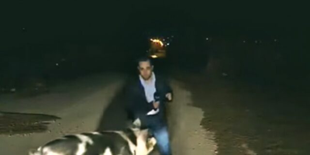 Παγκόσμιο viral το κυνήγι δημοσιογράφου του ΑΝΤ1 από γουρούνι