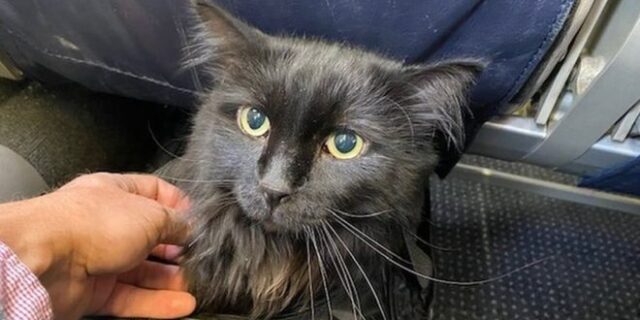 Γάτος που αγνοείτο πέντε χρόνια, βρέθηκε 1.900 χλμ μακριά από το σπίτι του