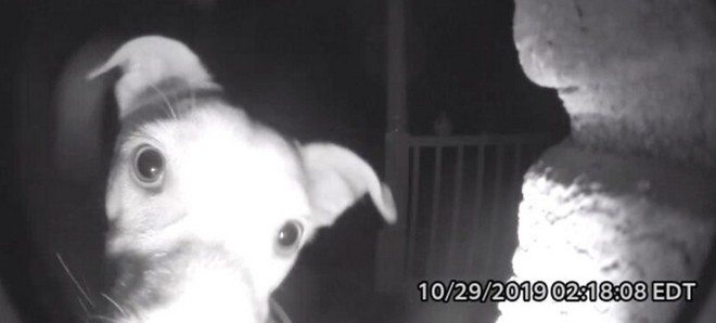 Σκύλος χτυπάει το κουδούνι στις 2 το πρωί – Τον είχαν κλειδώσει κατά λάθος έξω
