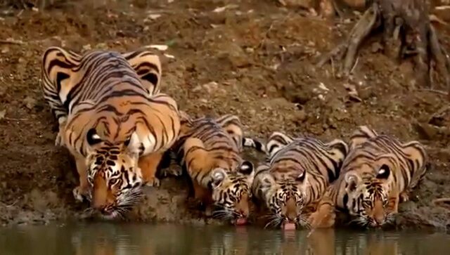 Αυτές οι τίγρεις μπορούν να σου φτιάξουν τη μέρα με ένα βίντεο 14 δευτερολέπτων
