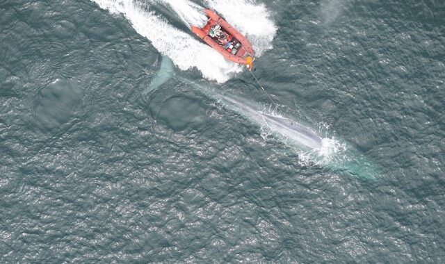 Επιστήμονες άκουσαν για πρώτη φορά την καρδιά μιας γαλάζιας φάλαινας